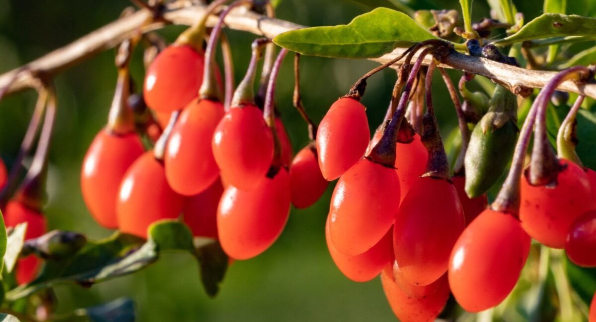 information-on-goji-juice