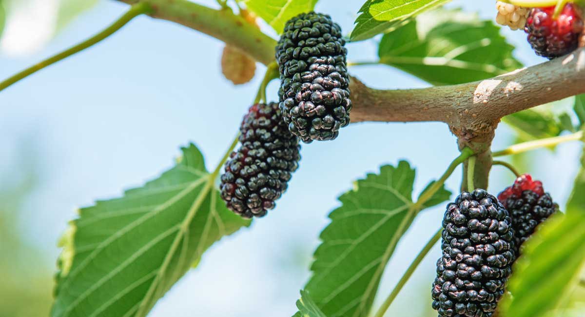 mulberry-juice-ancient-healing-healthy-food